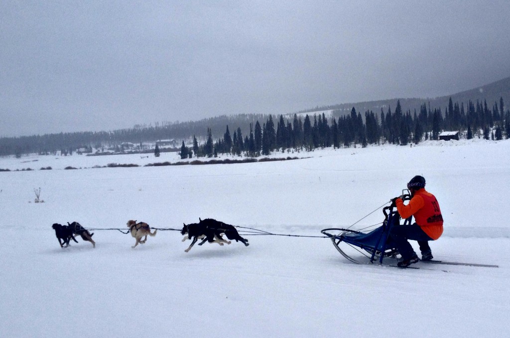 Dog Sled