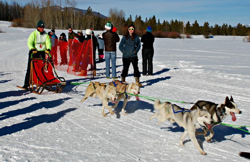 Dog sled