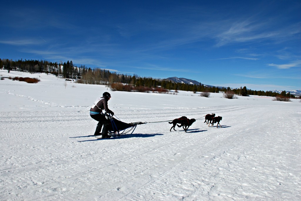 Grand County Winter Fun Rocky Mountain Sled Dog Club