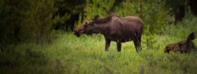 wildlife near winter park colorado