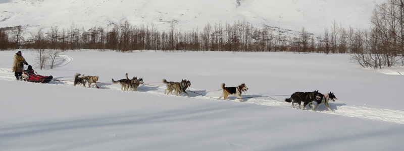 Dog Sleds in Winter Park