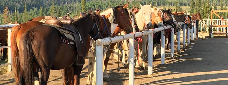 Winter Park Horseback Riding