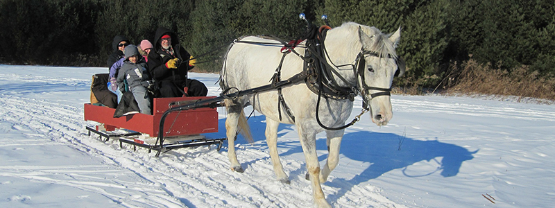 Sleigh Rides in Colorado