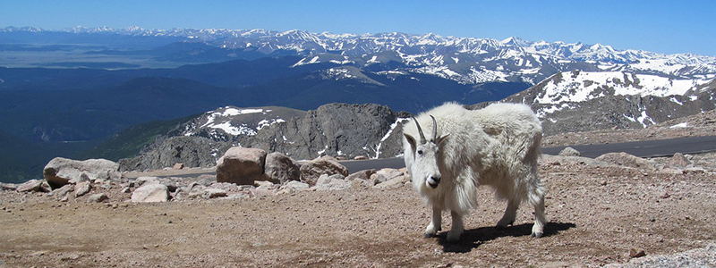 Beginner Colorado 14ers