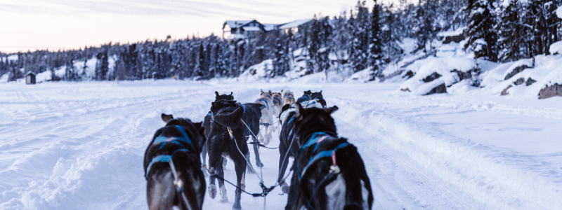 dog sledding fraser colorado