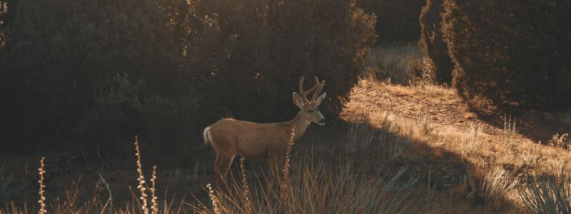 where to find wild animals in colorado