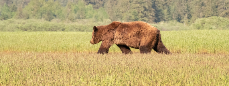 bears in colorado