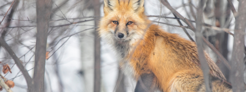 where to see wildlife in colorado (1)