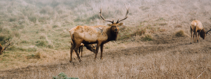 where to see wildlife in colorado